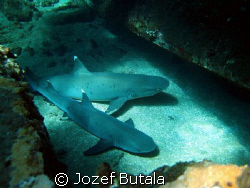 Whitetips by Jozef Butala 